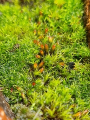 Schistidium