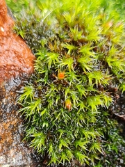 Schistidium