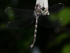 Gynacantha