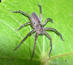 Heteropodinae