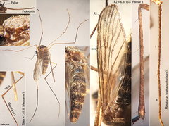 Culex pipiens