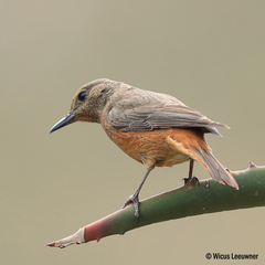 Monticola rupestris