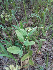 Lathyrus pisiformis