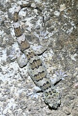 Hemidactylus maculatus