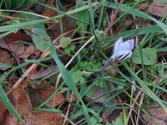 Crocus biflorus