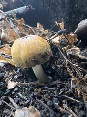 Coprinellus bipellis