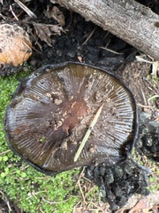Coprinellus bipellis