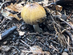 Coprinellus bipellis