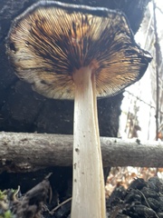 Coprinellus bipellis