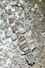 Hemidactylus maculatus