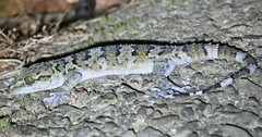 Hemidactylus maculatus