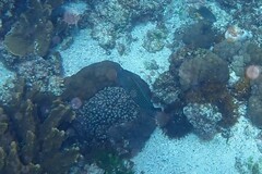 Anampses caeruleopunctatus