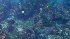 Anampses caeruleopunctatus