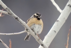 Prunella atrogularis