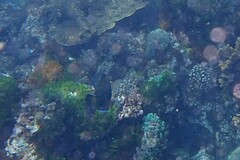 Anampses caeruleopunctatus