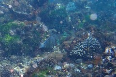 Anampses caeruleopunctatus