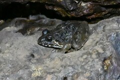 Minervarya syhadrensis