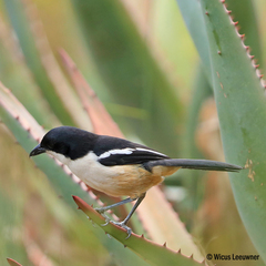 Laniarius ferrugineus ferrugineus