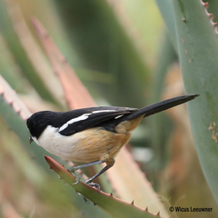 Laniarius ferrugineus ferrugineus