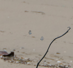 Zizina otis labradus