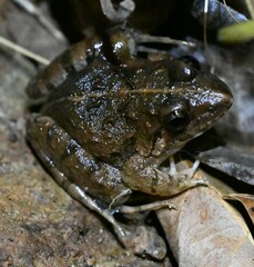 Minervarya syhadrensis