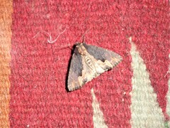 Dypterygia scabriuscula