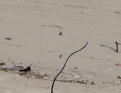 Zizina otis labradus