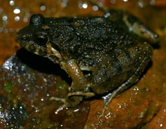 Minervarya syhadrensis