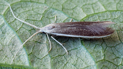 Coleophora albella