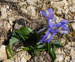 Iris planifolia