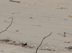 Zizina otis labradus