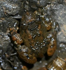 Bombay Night Frog photo 5