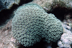 Galaxea fascicularis