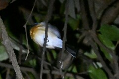 Cyornis rubeculoides