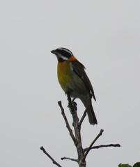 Spindalis portoricensis