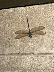 Gynacantha