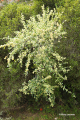 Gymnosporia buxifolia