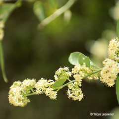 Gymnosporia buxifolia