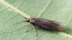 Coleophora violacea