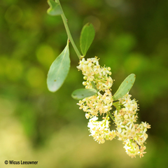 Gymnosporia buxifolia