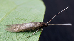 Coleophora violacea