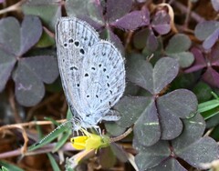 Pseudozizeeria maha ossa