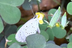 Pseudozizeeria maha ossa