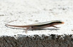 Eutropis carinata