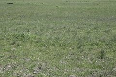 Nothoscordum bonariense