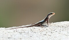 Eutropis carinata