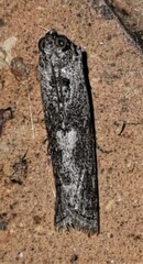 Sciota melanostyla