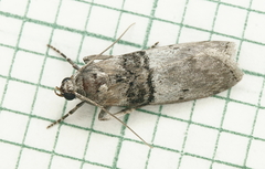 Sciota vetustella