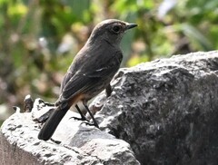 Phoenicurus ochruros