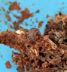 Polydesmus complanatus